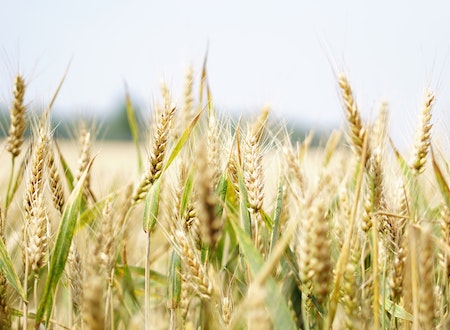 Agriculture